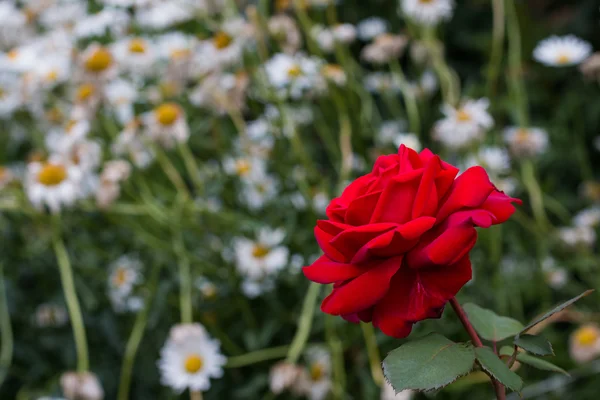 Rote Rose in einem Garten — Stockfoto