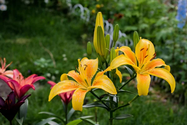 Sommarblommor i en trädgård — Stockfoto