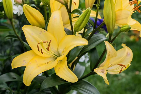 Flores de verano en un jardín —  Fotos de Stock