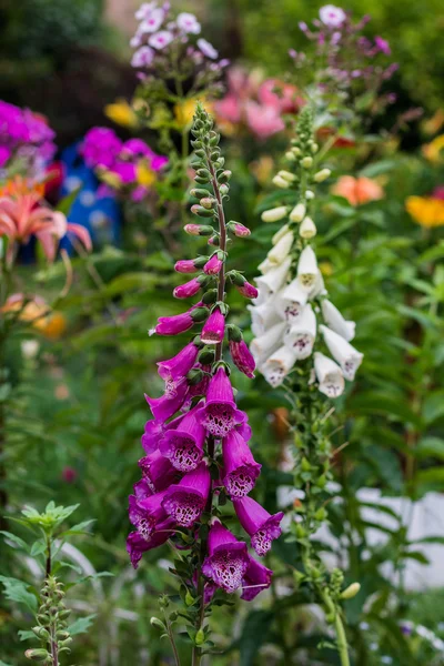 庭の夏の花 — ストック写真