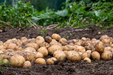 Patates bir yatakta