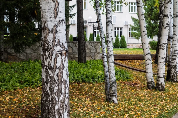 Altay sonbahar manzara