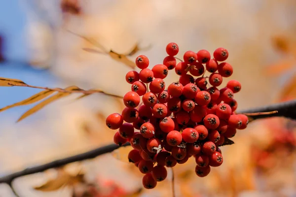 Altay sonbahar manzara