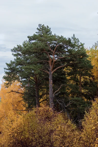 Tserkovk の山から秋の風景 — ストック写真