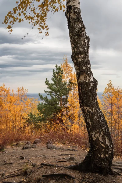 Der herbstliche Wald auf dem Berg Zerkowk — Stockfoto