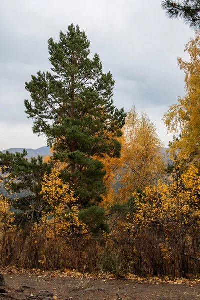 Der herbstliche Wald auf dem Berg Zerkowk — Stockfoto