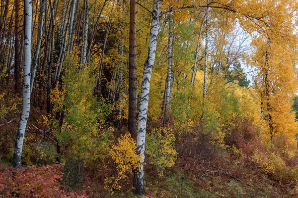 The autumn wood on Tserkovk 's the mountain — стоковое фото