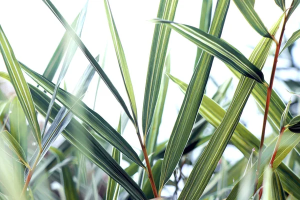 Mooie Bamboe Bladeren Achtergrond Premium Bruiloft Achtergrond — Stockfoto