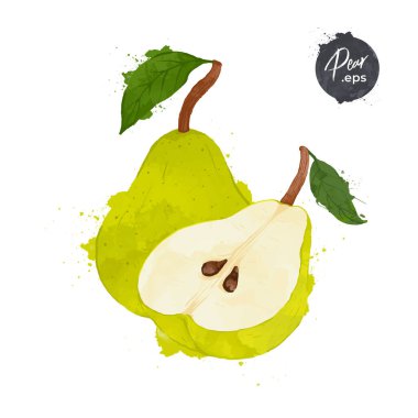 Beyaz arka planda yarı izole edilmiş bir armut. suluboya biçim Vektör illüstrasyonu.