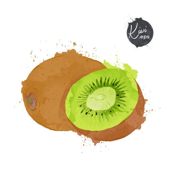 Kiwi Fruits Demi Kiwi Fruits Isolés Sur Fond Blanc Aquarelle — Image vectorielle