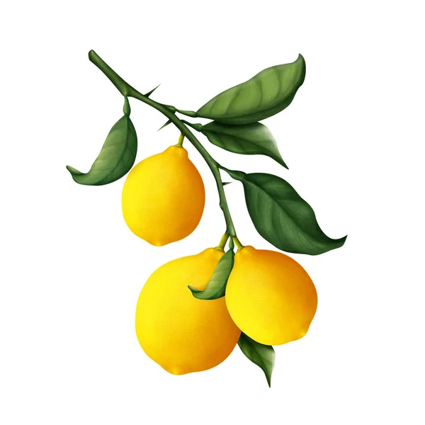Limão Isolado Num Fundo Branco Limões Frescos Pendurados Ramo — Fotografia de Stock