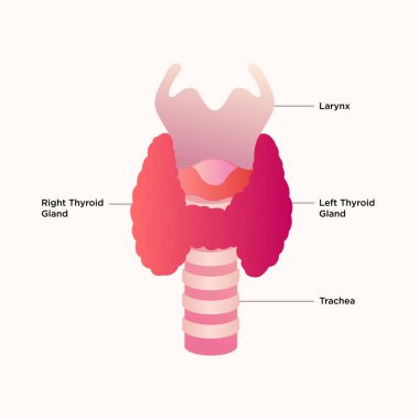 Tiroid bezi ve gırtlak diyagramı. Tiroid kanseri. Tiroid bezi tıbbi konsepti trakea ve gırtlağı endokrinoloji sisteminin sembolü olan bir insan organıdır.