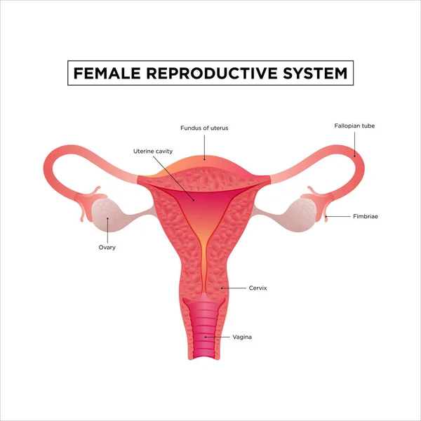 Illustration Det Kvinnliga Reproduktionssystemet Mänsklig Anatomi — Stock vektor