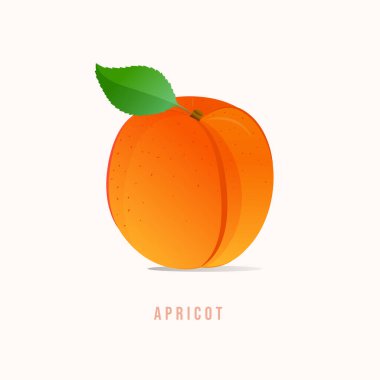 Kayısı meyvesi Modern biçim vektör illüstrasyonu.