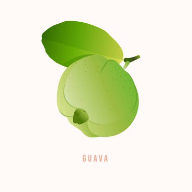 Guava meyvesi Modern biçim vektör çizimi.