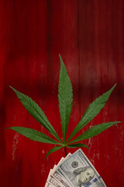 Zöld Marihuána Levelek Dollárszámlák Régi Piros Festett Asztalon Kannabisz Üzleti — Stock Fotó