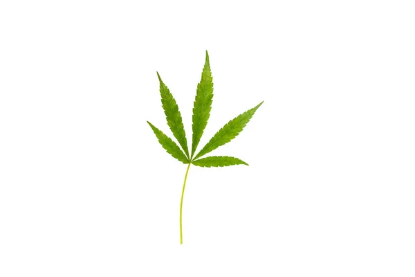Kis Kannabisz Levelek Elszigetelt Fehér Háttérrel Orvosi Kannabisz Üzlet — Stock Fotó