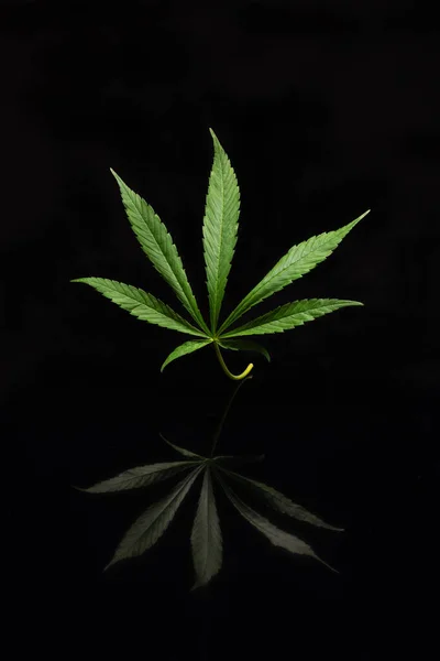 Zöld Marihuána Levél Fekete Háttérrel Tükröződéssel Alján Növekvő Orvosi Kannabisz — Stock Fotó