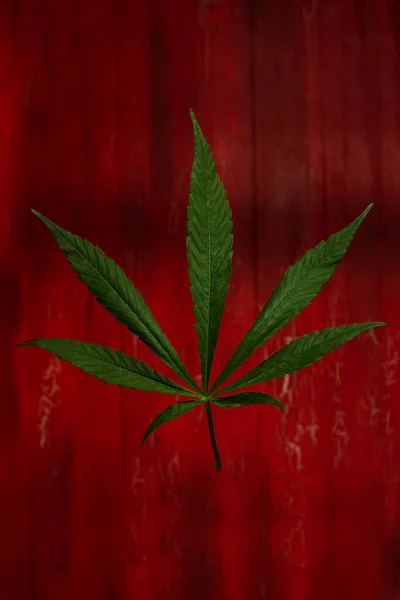 Зелене Листя Марихуани Старому Червоному Пофарбованому Столі Зростаючий Медичний Канабіс — стокове фото