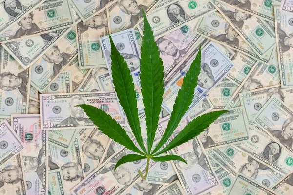 Legjobb Kilátás Egy Marihuána Növény Levél Dollár Golyók Orvosi Kannabisz — Stock Fotó
