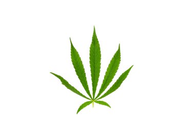 Beyaz arka planda yeşil marihuana yaprakları. Büyüyen tıbbi esrar.