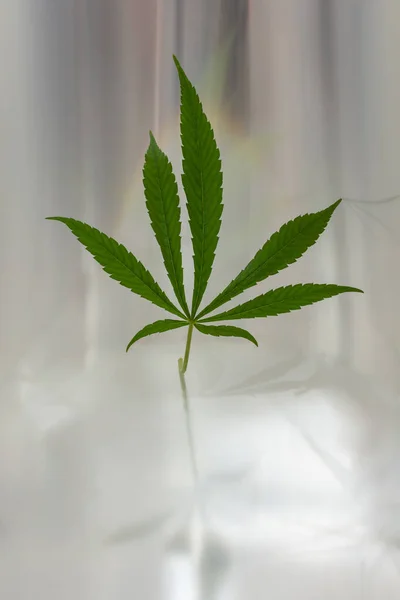 Zöld Marihuána Levelek Elszigetelt Fényes Szürke Háttér Növekvő Orvosi Kannabisz — Stock Fotó