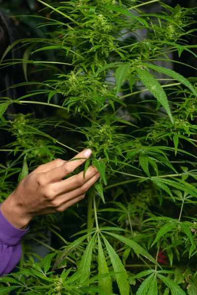 Primer Plano Mano Una Mujer Latina Tocando Una Planta Cannabis — Foto de Stock