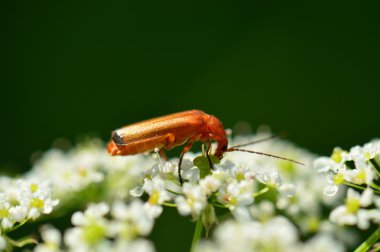Sıradan kırmızı asker böceği.