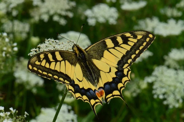 Παλαιού κόσμου swallowtail — Φωτογραφία Αρχείου