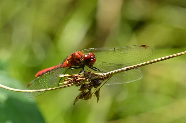 Broad Scarlet Darter — Stock Photo, Image