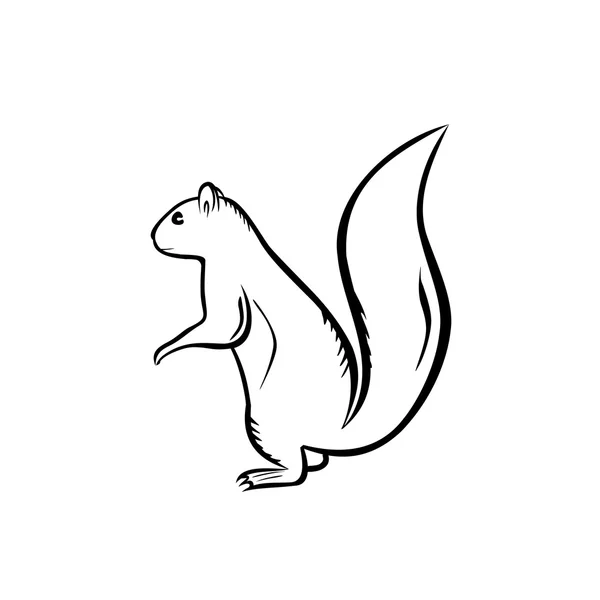 Squirrel — Stock Vector