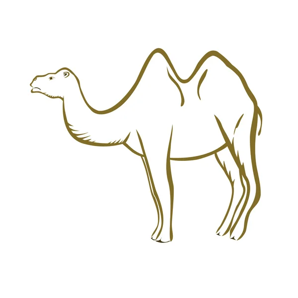 Camel — Stock Vector