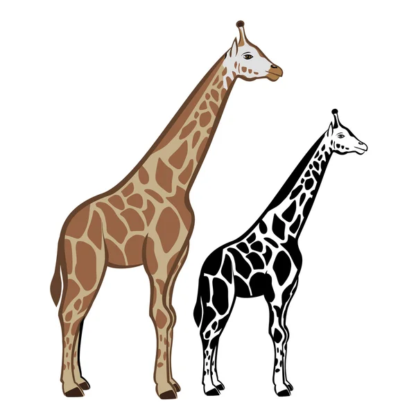 Girafe — Image vectorielle