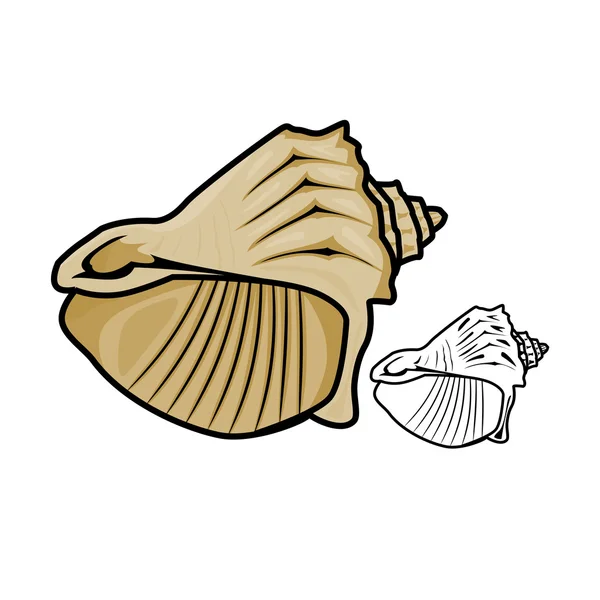 Seashell — Stock Vector