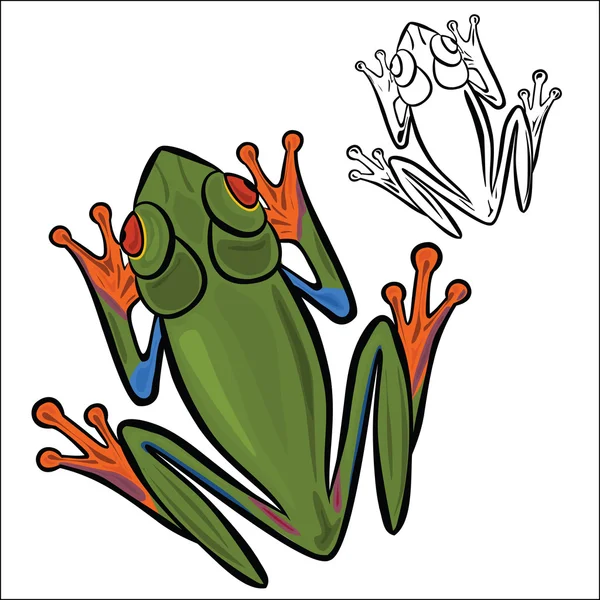 Red-eyed tree frog — Stock Vector