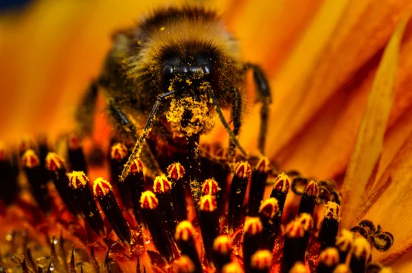 Bourdon sur tournesol — Photo