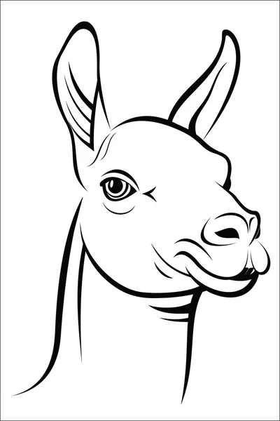 Lama — Stock Vector