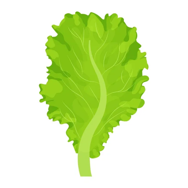 Leaf Lettuce Salad Colorful Detailed Drawing Isolated White Background Ingredient — Stock Vector