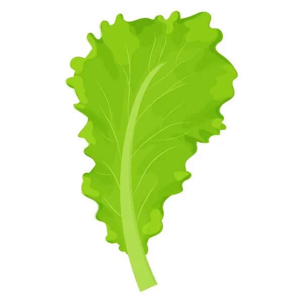 Leaf Lettuce Salad Colorful Detailed Drawing Isolated White Background Ingredient — Stock Vector