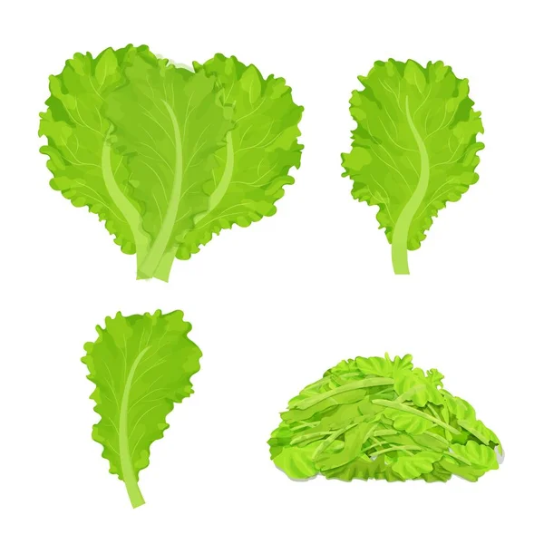 Conjunto Hojas Lechuga Trozos Picados Dibujo Detallado Estilo Dibujos Animados — Vector de stock