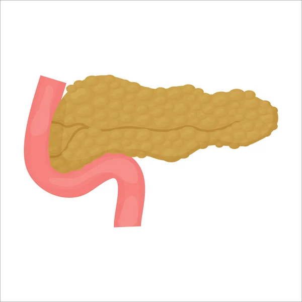 Pancreas Menselijk Orgaan Medisch Model Cartoon Stijl Geïsoleerd Witte Achtergrond — Stockvector