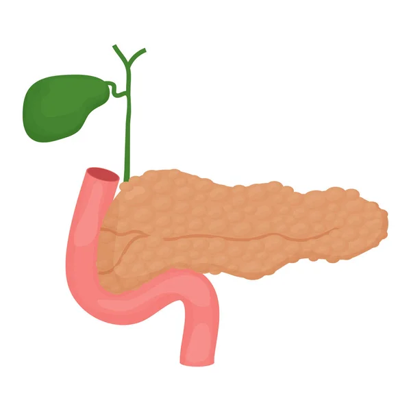 Organo Umano Del Pancreas Modello Medico Stile Cartone Animato Isolato — Vettoriale Stock