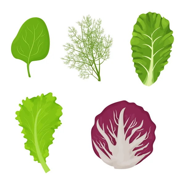 Fresh Raw Leaves Salad Cartoon Style Set Dill Lettuce Romain — Stock Vector