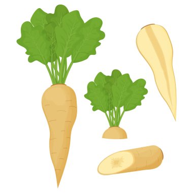 Yaban havucu seti, yabanturpu kökü ve yapraklar, kesilmiş parçalar, beyaz arka planda yarı izole edilmiş. Çiğ malzeme koleksiyonu, karikatür tarzında sağlıklı vejetaryen menüsü..