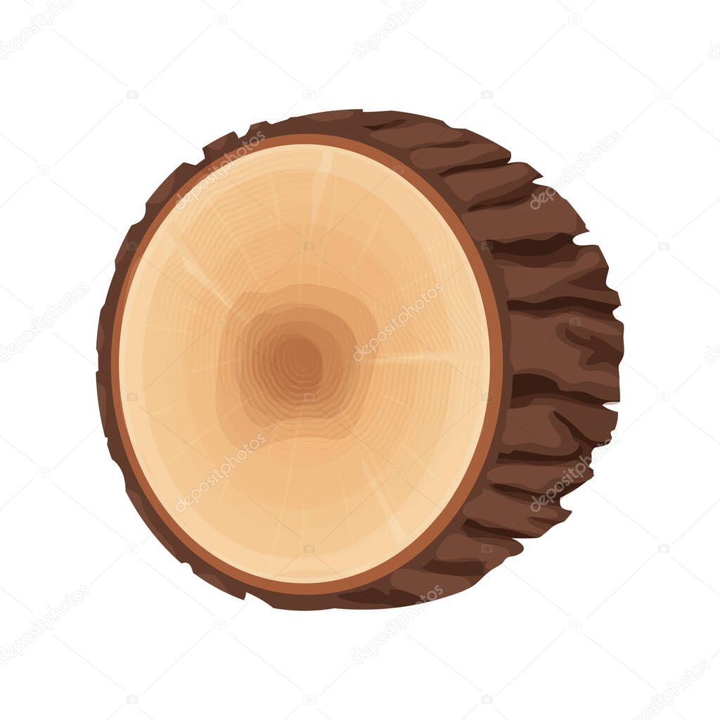 Tree stump, cross section of tree, textured, detailed isolated on white background in flat cartoon style. Cut round trunk with rings.