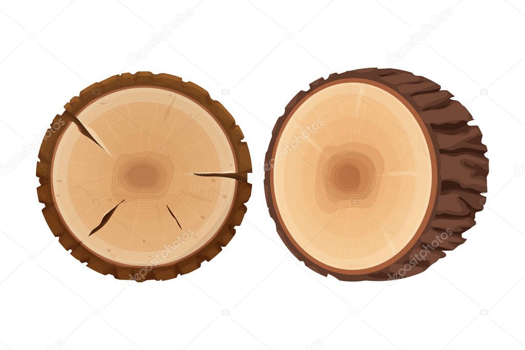 Set of tree stumps, cross section of tree, textured, detailed isolated on white background in flat cartoon style. Cut round trunk with rings.