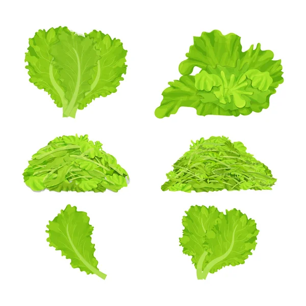 Sæt Forskellige Salatblade Strimlet Bunke Isoleret Hvid Baggrund Realistisk Flad – Stock-vektor