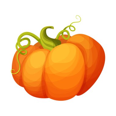 Parlak balkabağı, sonbahar hasat sebzesi çizgi film tarzında beyaz arka planda izole edilmiş. Detaylı olgun dekorasyon, yemek..