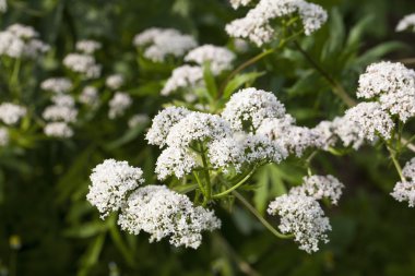 Valerian bitki (Valeriana Officinalis)