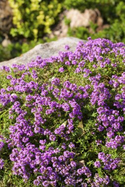 Kekik (Thymus vulgaris)